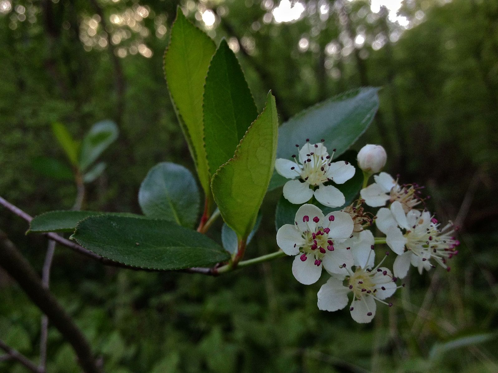Comparison of invasive and native plants side by side