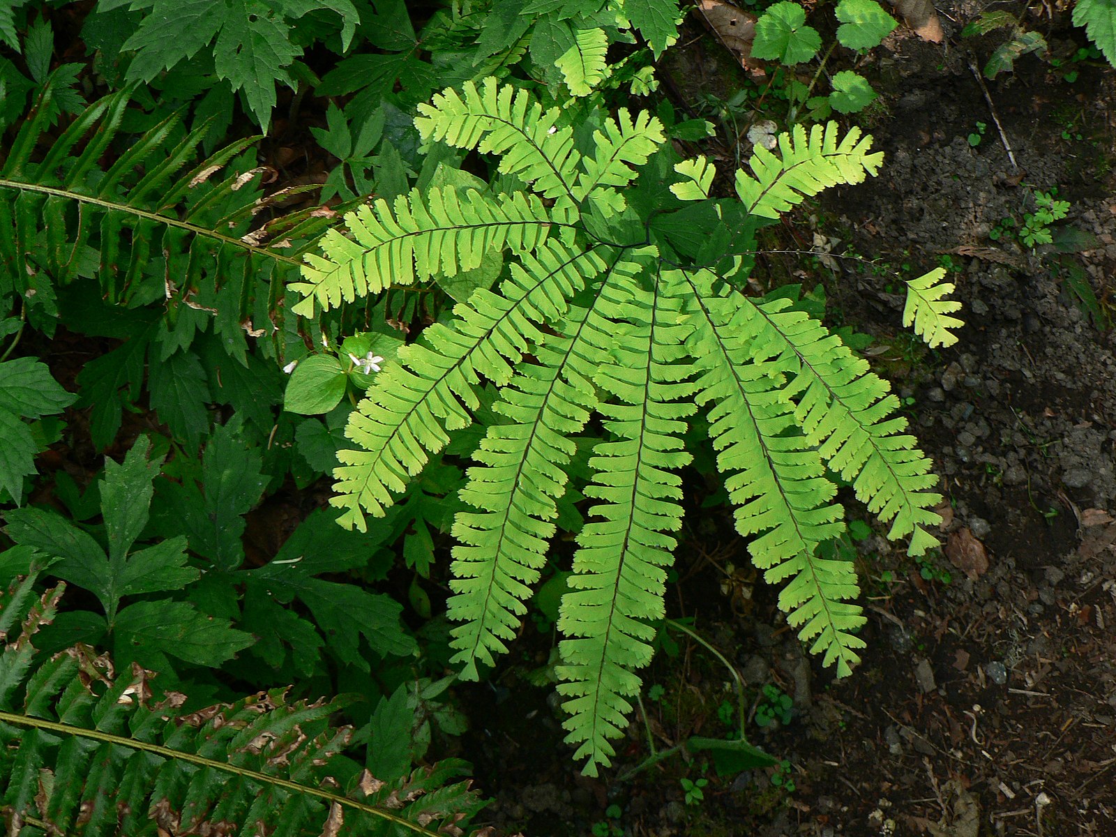 Mother Fern (Adiantum pedatum) - native species