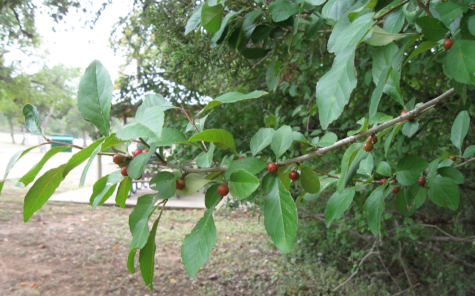 Possumhaw Holly (Ilex Decidua) - native alternative